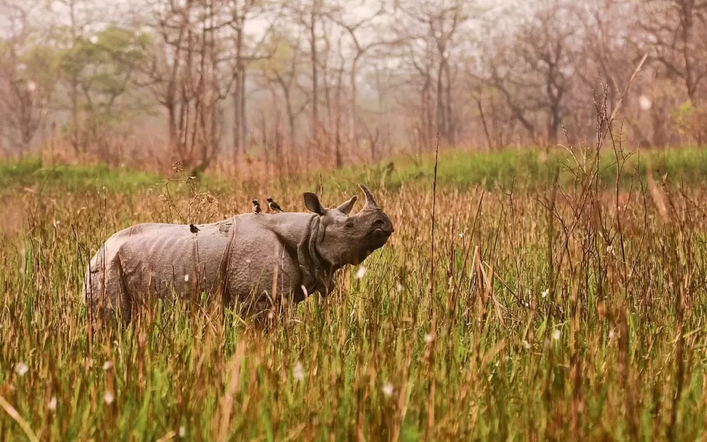 Orang National Park Best Picnic Spot in Assam