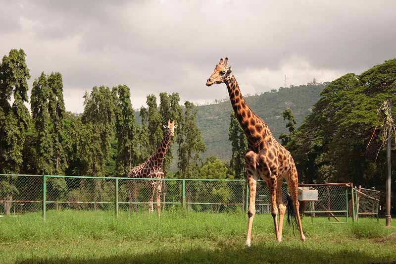 Mysore Zoo Must Visit Places in Mysore