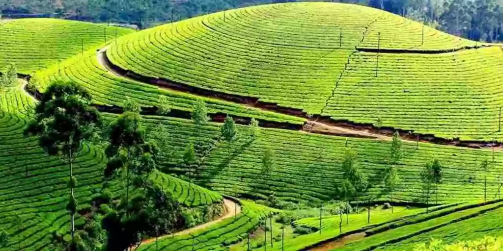 Tea Estates Most Romantic Places to Visit in Ooty 