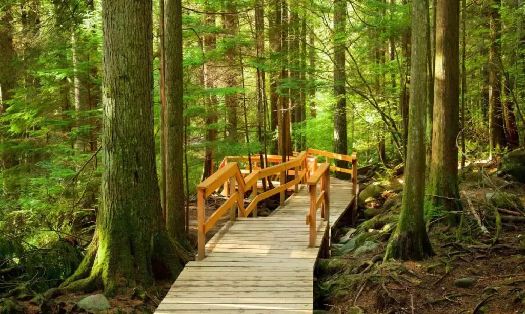 Lynn Canyon Park Best One Day Trips From Vancouver