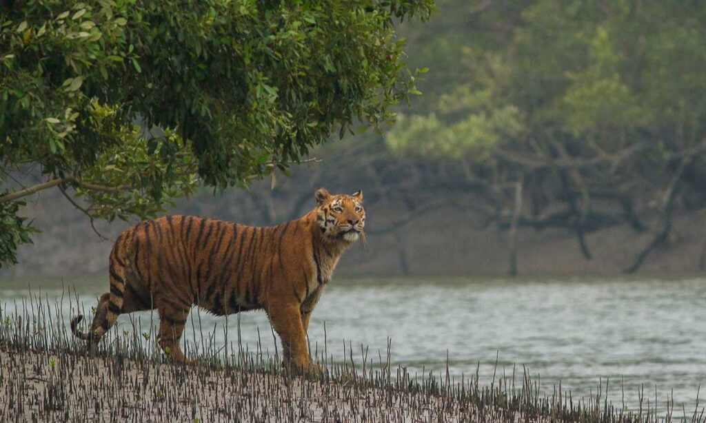 Best Time To Visit Sundarbans Tour Best Time