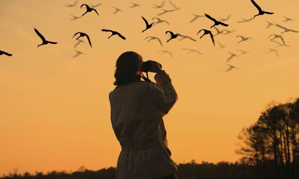 Joygaon Picnic Park Bird Watching