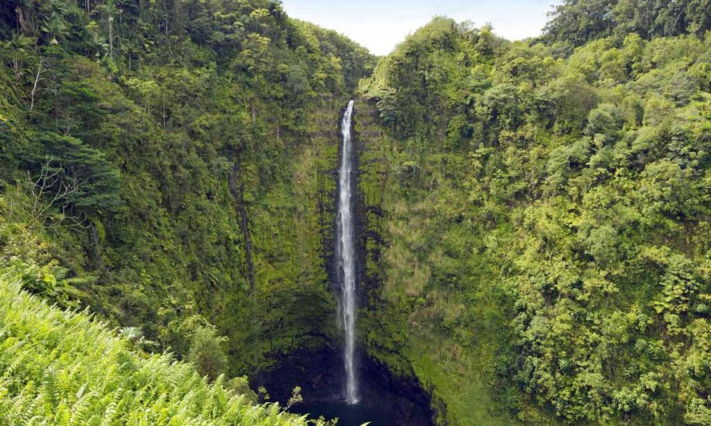 Big Bog, Hawaii, USA Wettest Place On Earth