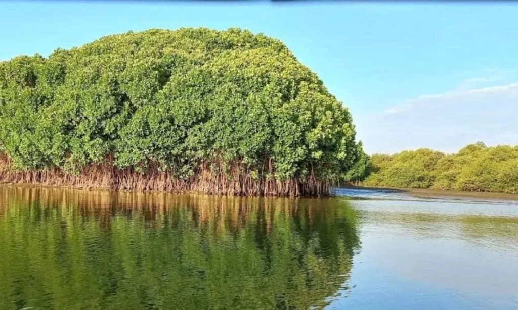 Kadalundi Bird Sanctuary Best Tourist Places In Malappuram