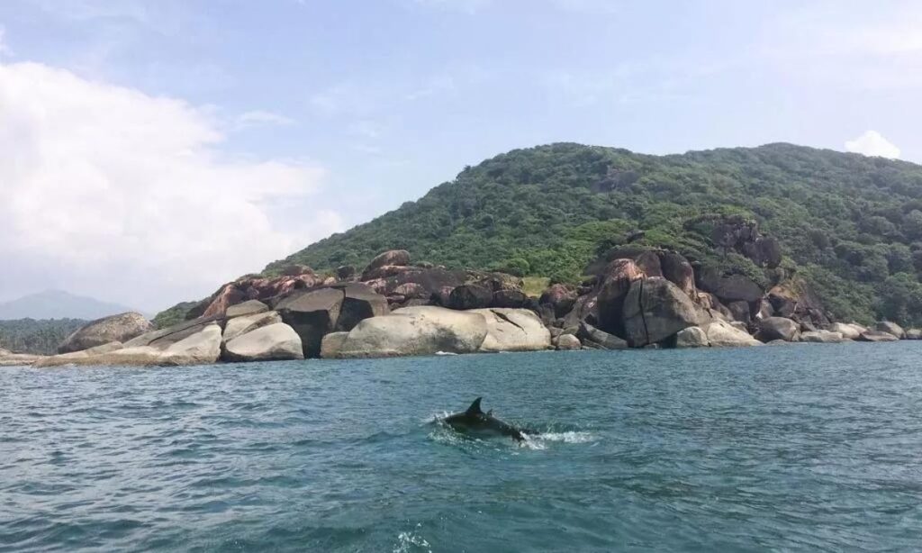 Enjoy Dolphin Spoting Safari