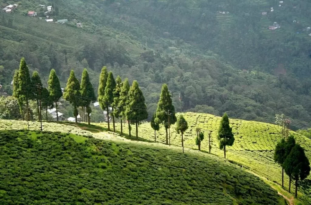 Happy Valley Tea Estate covers a vast area of 437 hectares and is located at an altitude of 2,100 meters above sea level. It is one of the main tourist attractions in Darjeeling.