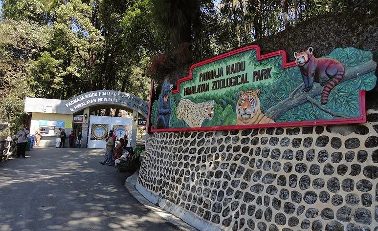 Known for its famous red panda and snow leopard breeding program, the Padmajanai Du Himalaya Zoo covers an area of 67.56 hectares. Located at an average altitude of 2,134 meters above sea level, this zoo is India's largest alpine zoo.