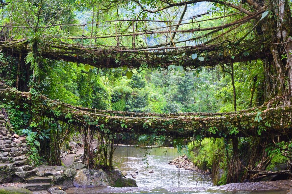 If you want to start your Meghalaya trip with something awe-inspiring, the Double Decker Living Root Bridge (Umshan), surrounded by the lush forests of Cherrapunji, is the place to go. 