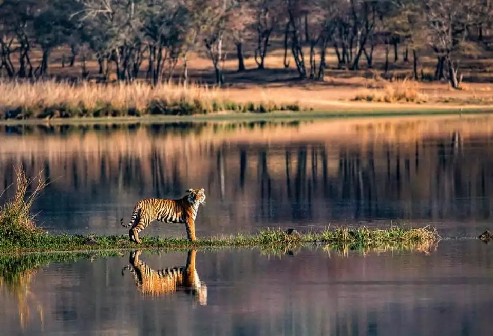 Ranthambhore National Park Best places to visit in Rajasthan