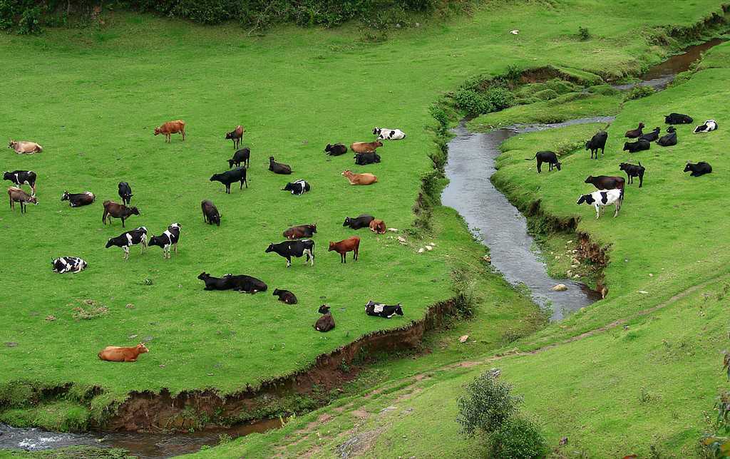 Indo Swiss Dairy Farm, Munnar