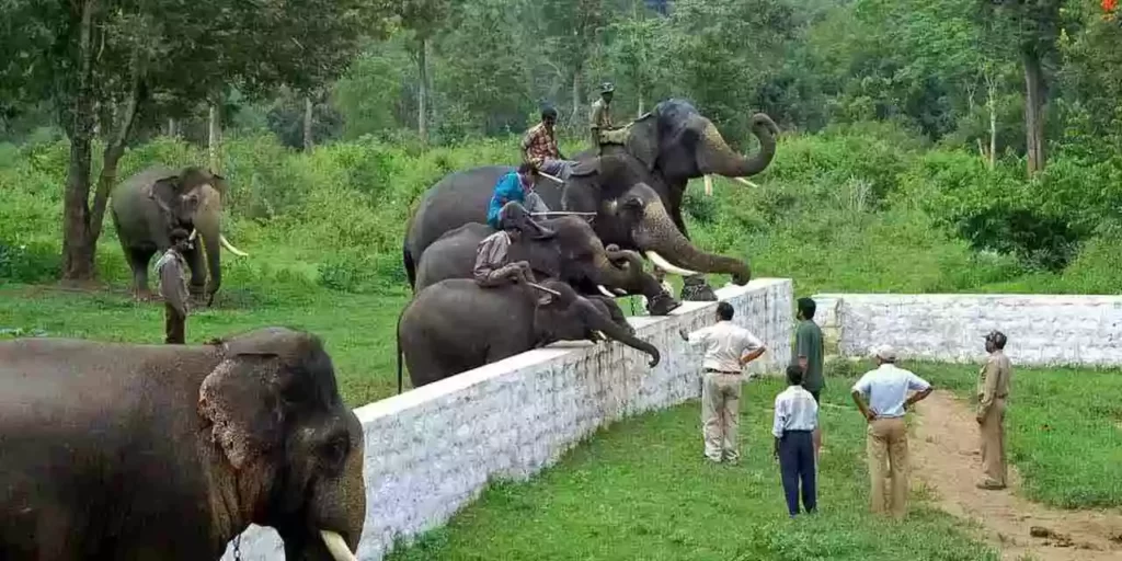 Dubare Elephant Camp tourist places in Coorg