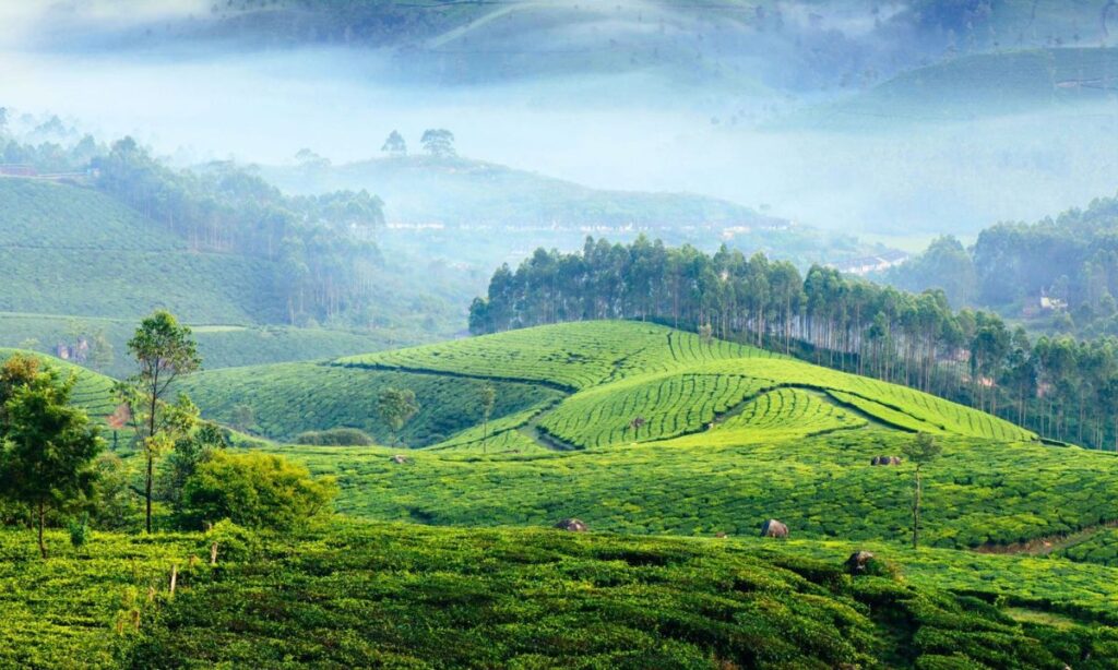 Munnar, Kerala: The South Indian Cool Down
