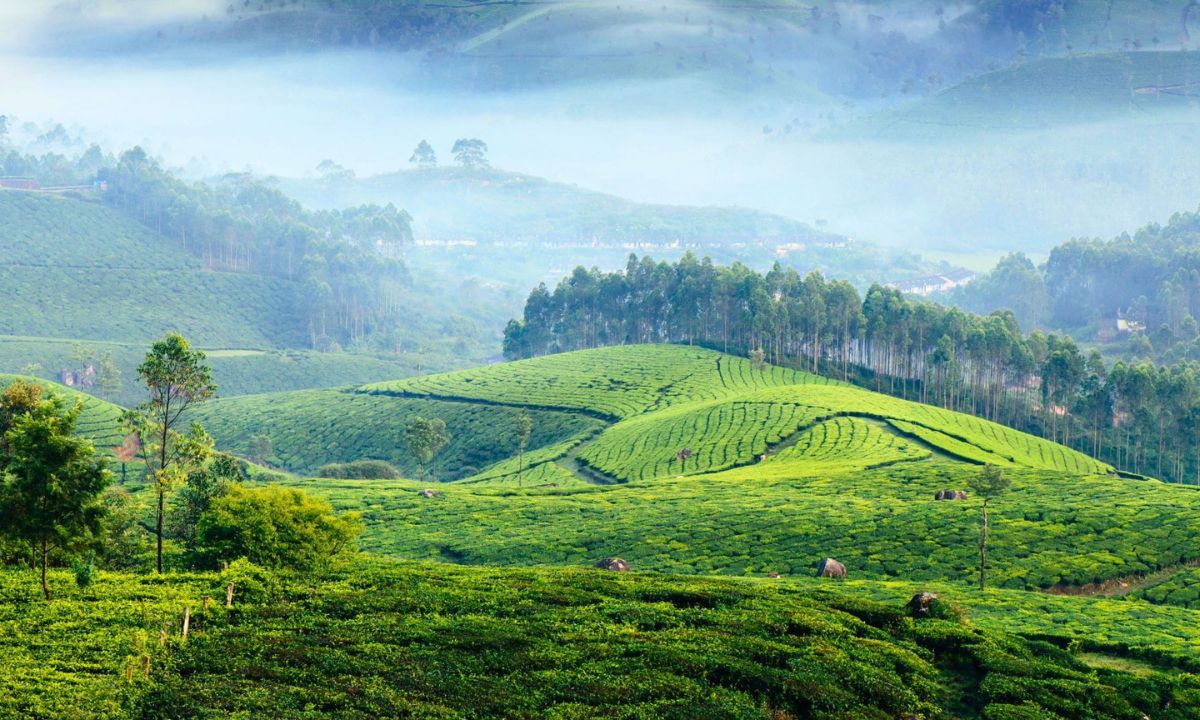 Munnar, Kerala: The South Indian Cool Down