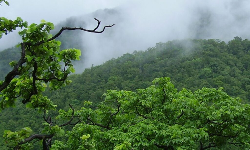 Simlipal National Park - The Green Canopy