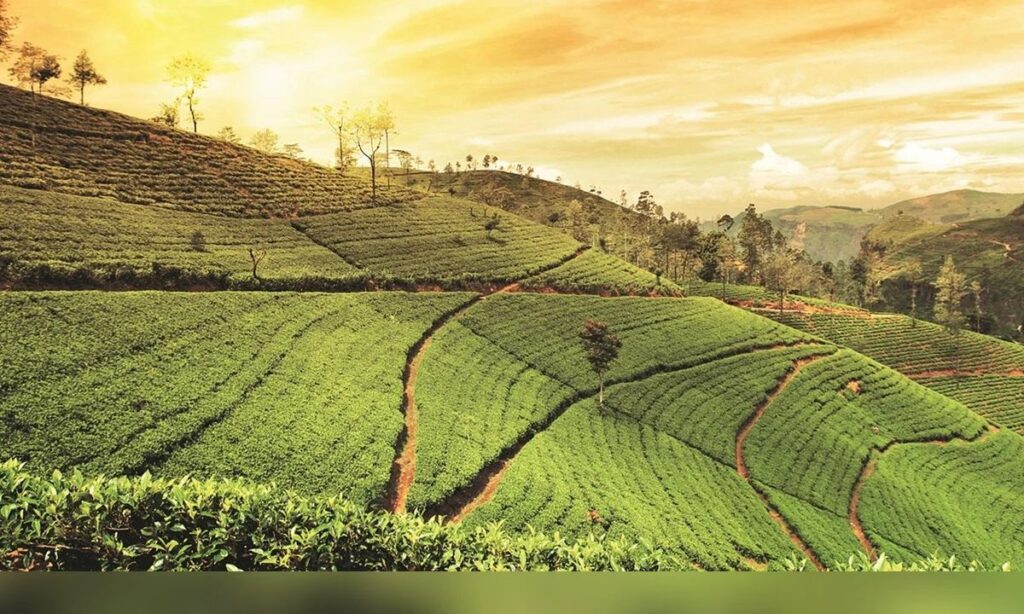 Darjeeling, West Bengal: The Tea Capital