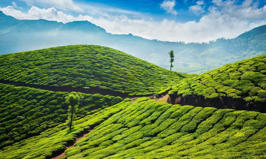 Munnar, Kerala: The Green Tea Hills