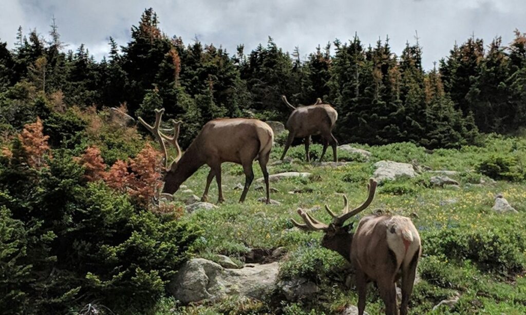 Deer Park Hisar