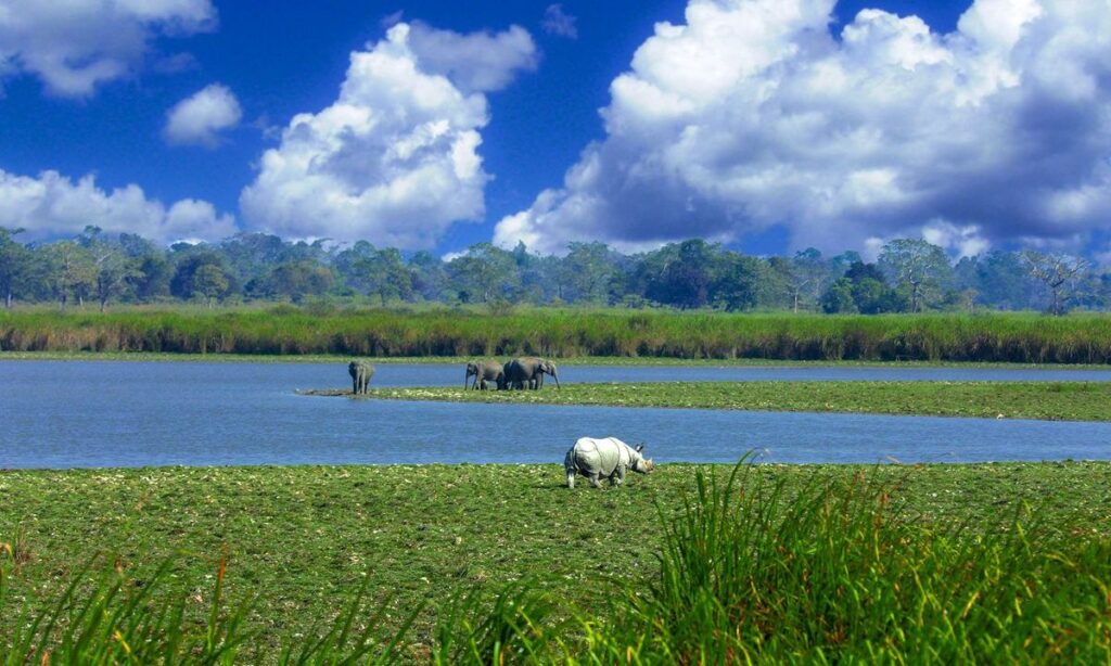 Kaziranga National Park