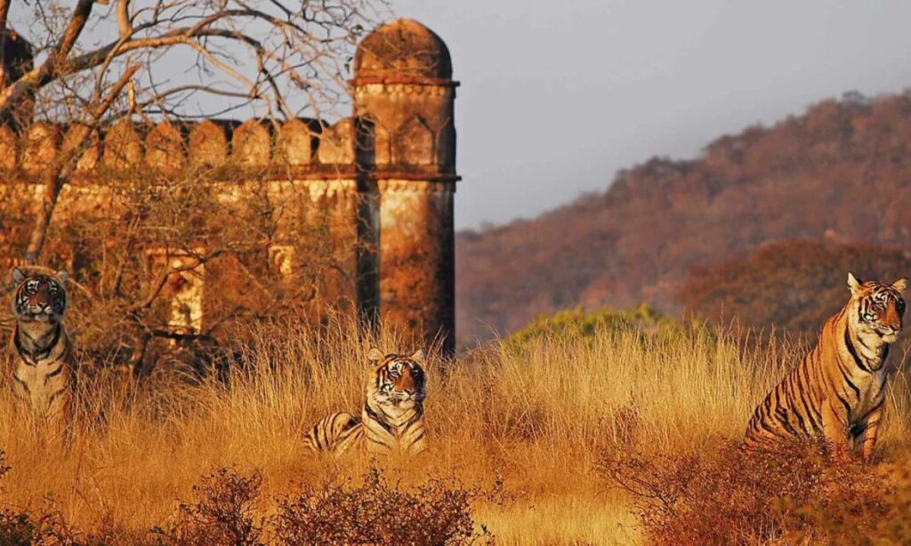 Ranthambore National Park